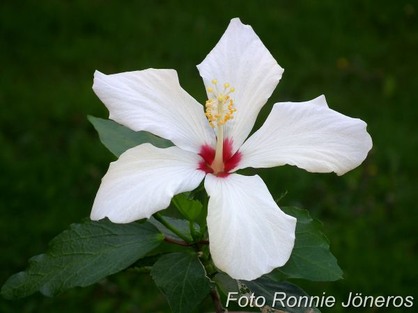 Hibiskus